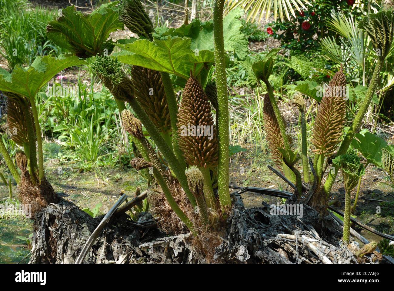 Rabarbaro gigante, noto anche come manicata Gunnera Foto Stock