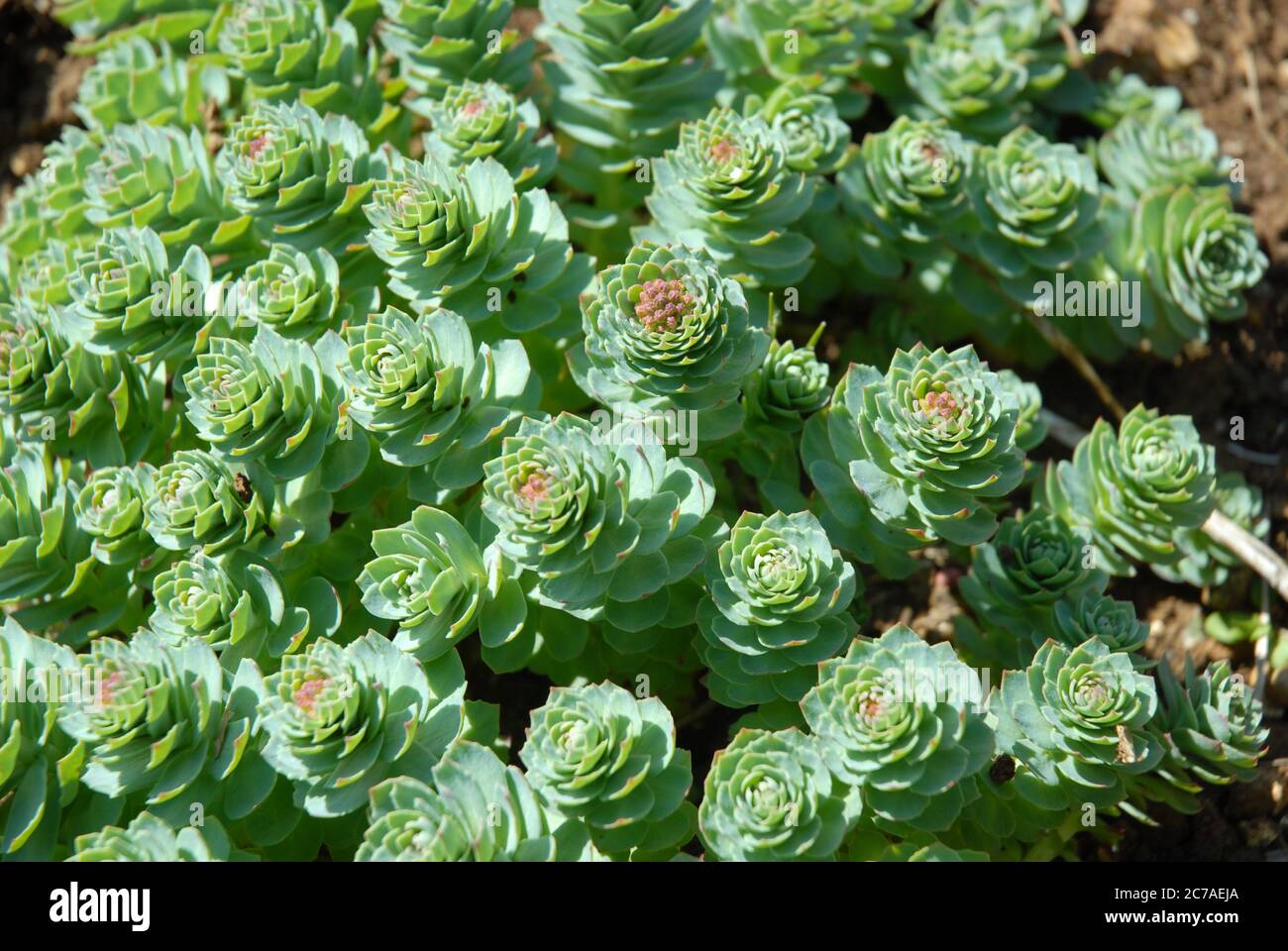 Rosea di rhodiola anche conosciuto come radice di rosa o radice artica Foto Stock