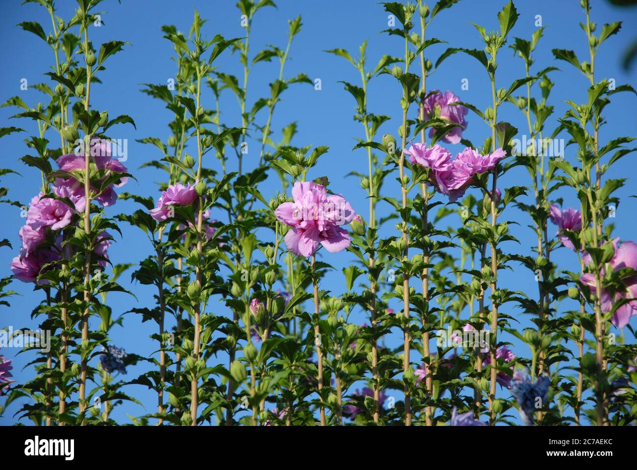 Hibiscus syriacus, chiffon lavanda, conosciuto anche come Rosa di Sharon, con grandi fiori doppi con volant Foto Stock