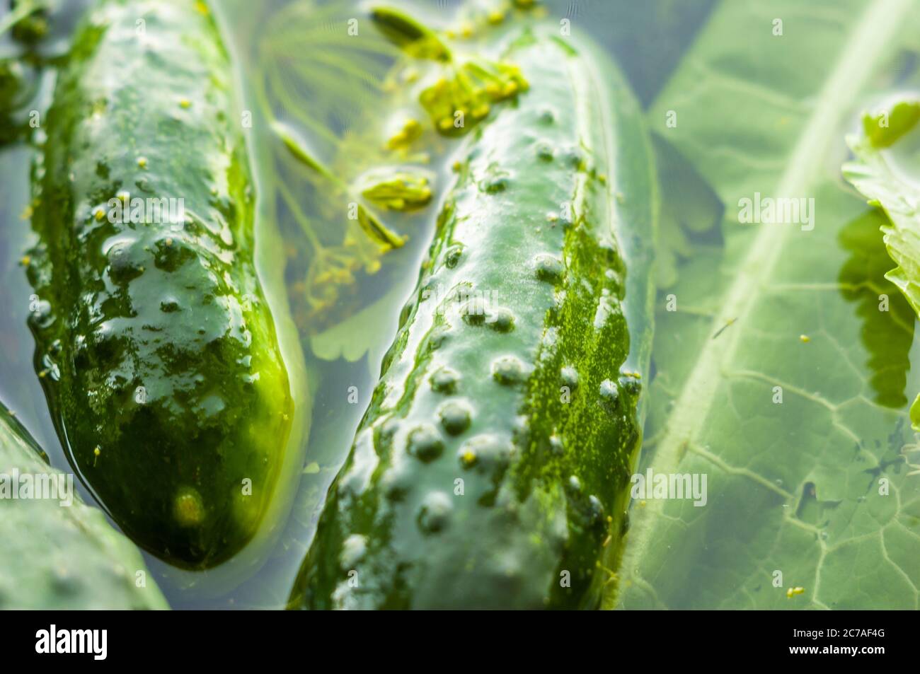 Cetrioli organici freschi e aneto in acqua preparati per il decapaggio, primo piano Foto Stock