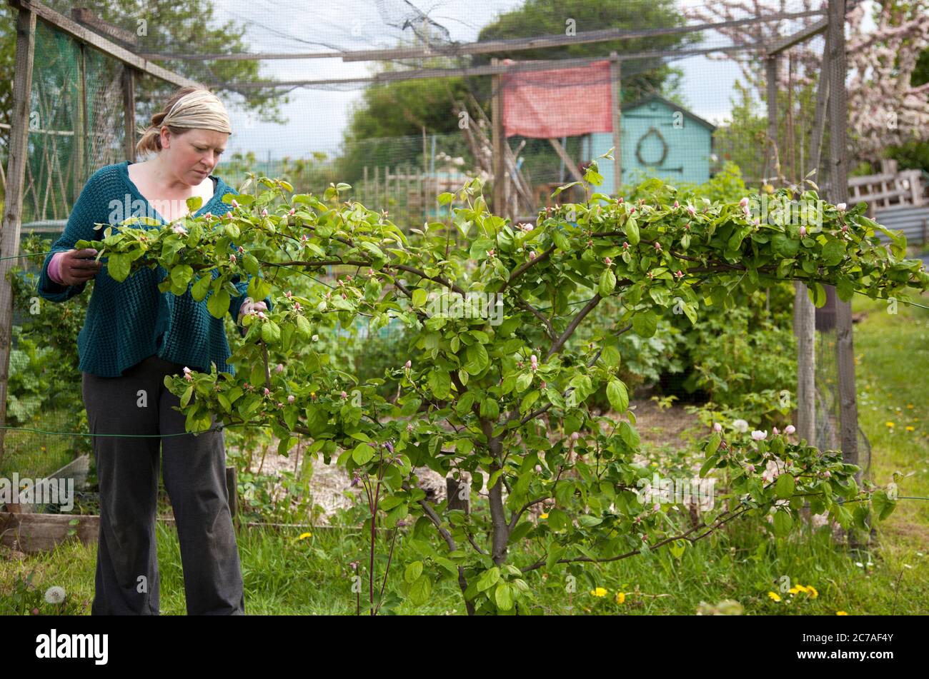 Giardiniere che tende un albero di mele cotogne a spalliera sulla sua assegnazione Foto Stock