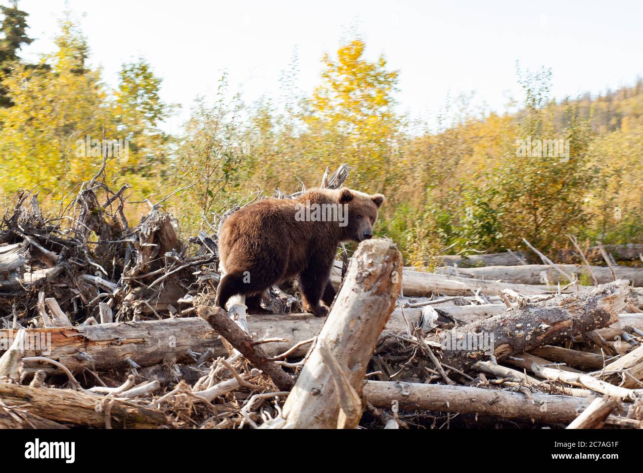 Un orso grizzly si aggira tra i tronchi caduti e le foglie di mare nella natura selvaggia dell'Alaska, circondato dalle sfumature dorate del fogliame autunnale. Foto Stock