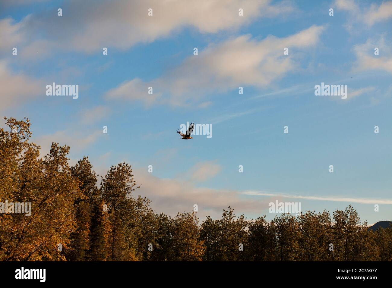 Un'aquila calva si innalza aggraziatamente sopra gli alberi d'autunno dorati contro un cielo azzurro cristallino nella natura selvaggia dell'Alaska, catturando la bellezza della natura in movimento Foto Stock