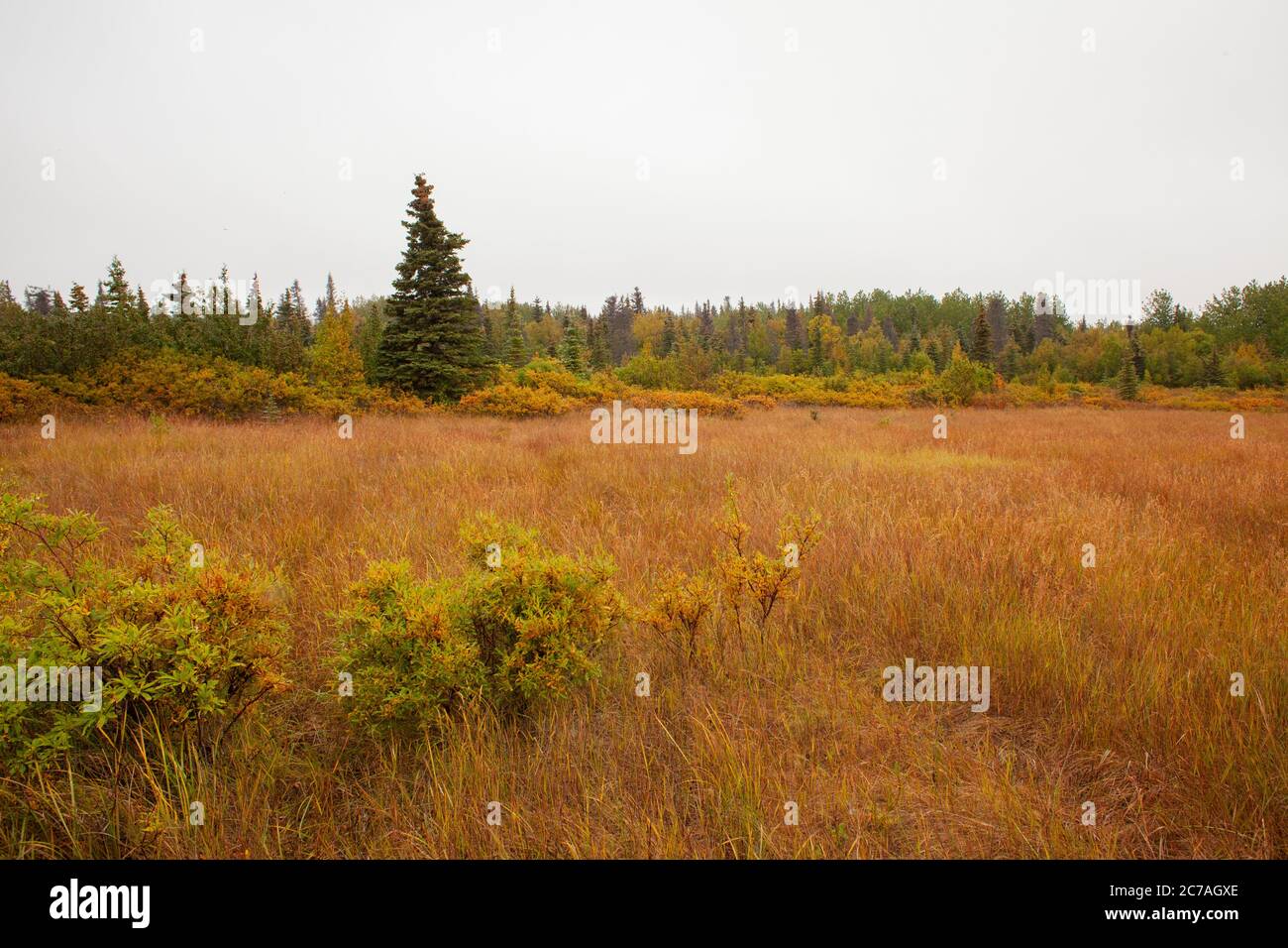Un prato autunnale in Alaska con erbe dorate e aspre montagne sotto un cielo azzurro cristallino, che mostra la bellezza incontaminata della natura selvaggia Foto Stock