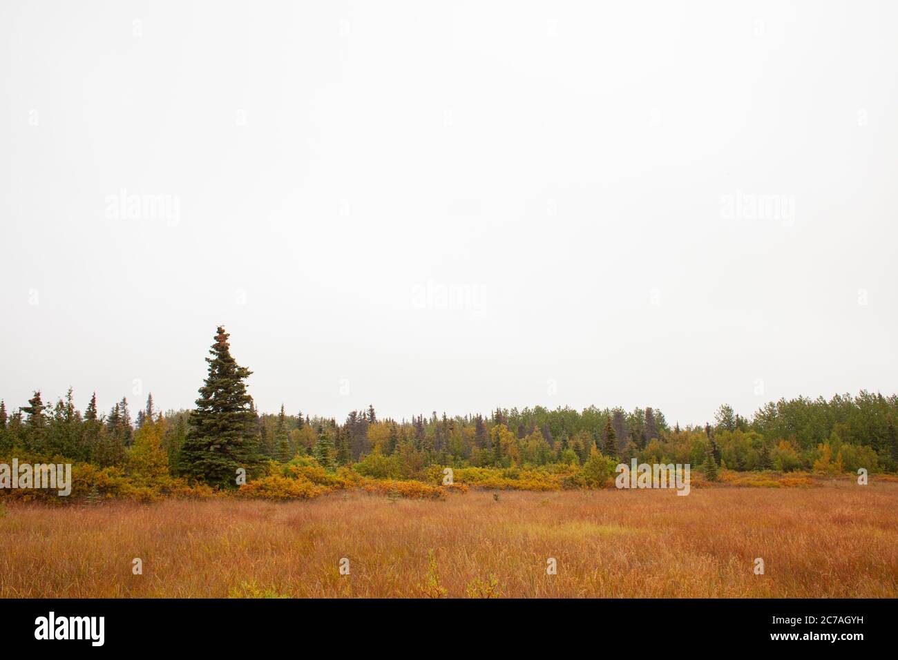 Un prato autunnale in Alaska con erbe dorate e aspre montagne sotto un cielo azzurro cristallino, che mostra la bellezza incontaminata della natura selvaggia Foto Stock