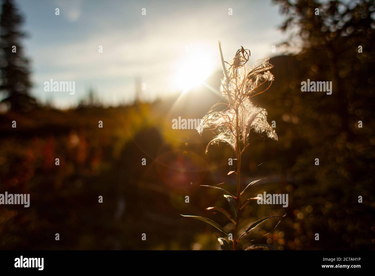 Un delicato fiore selvatico retroilluminato dal bagliore dorato del tramonto nella natura selvaggia dell'Alaska, catturando la serena bellezza della natura durante l'ora d'oro Foto Stock