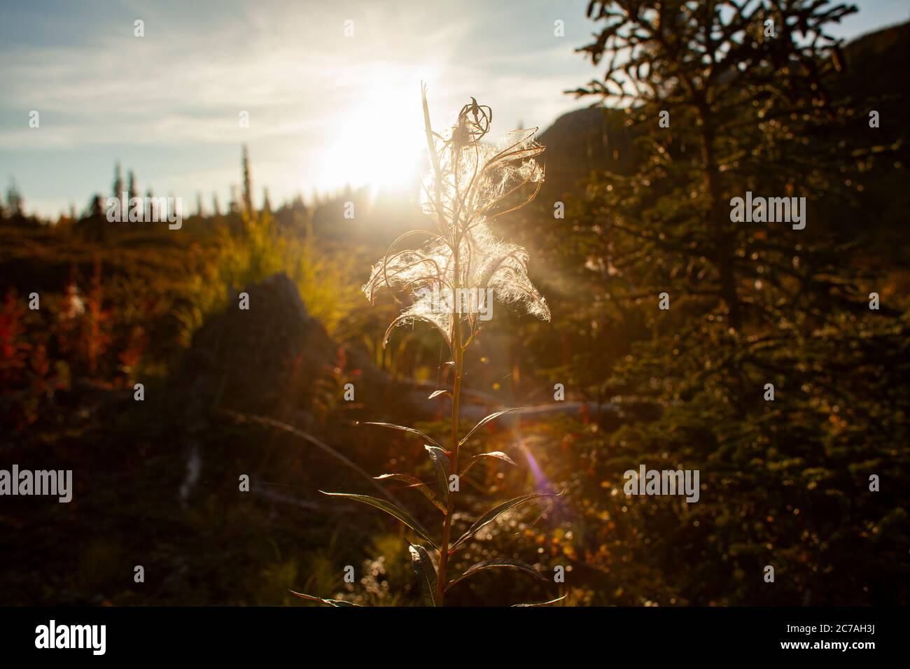 Un delicato fiore selvatico retroilluminato dal bagliore dorato del tramonto nella natura selvaggia dell'Alaska, catturando la serena bellezza della natura durante l'ora d'oro Foto Stock