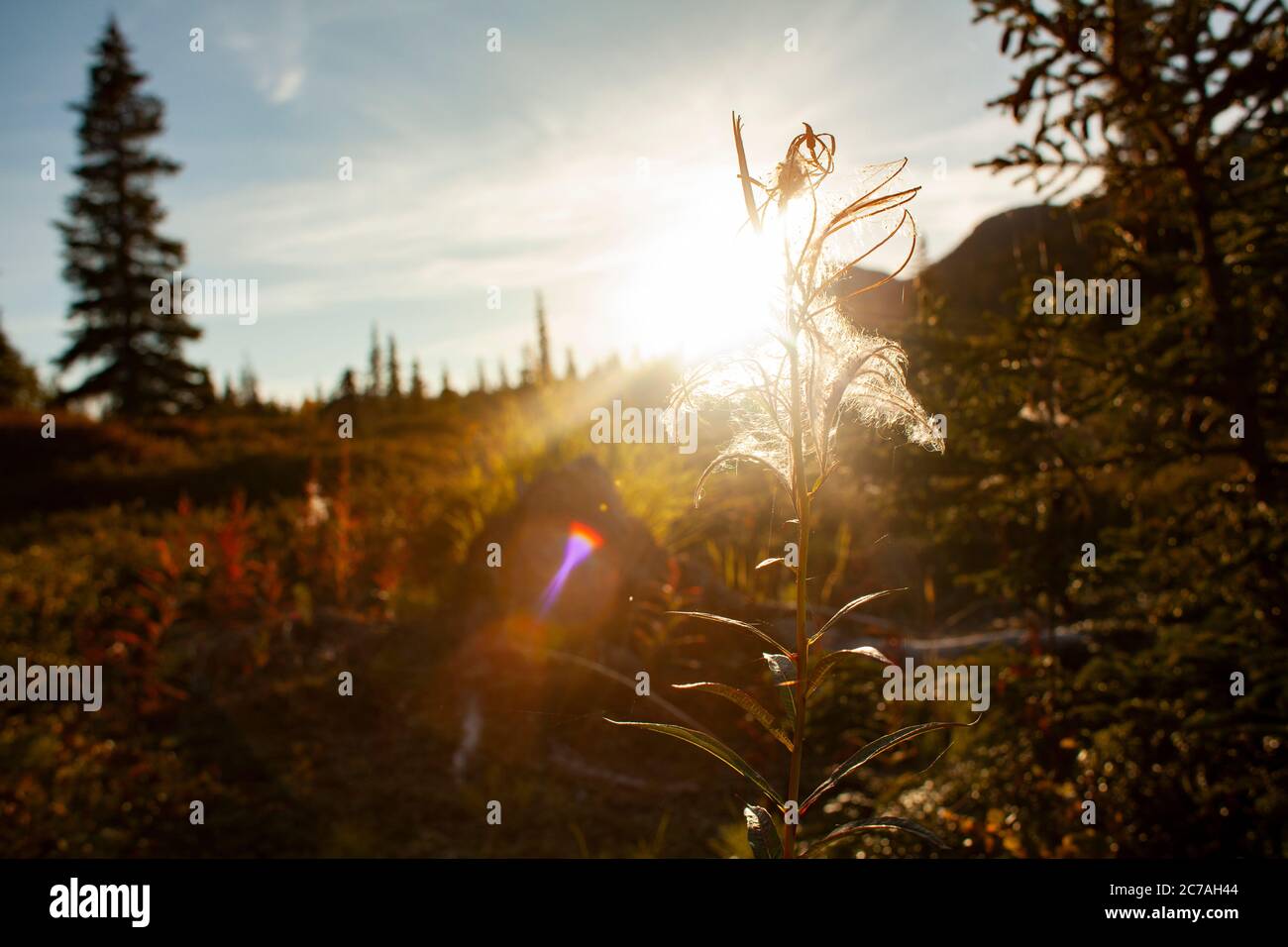 Un delicato fiore selvatico retroilluminato dal bagliore dorato del tramonto nella natura selvaggia dell'Alaska, catturando la serena bellezza della natura durante l'ora d'oro Foto Stock