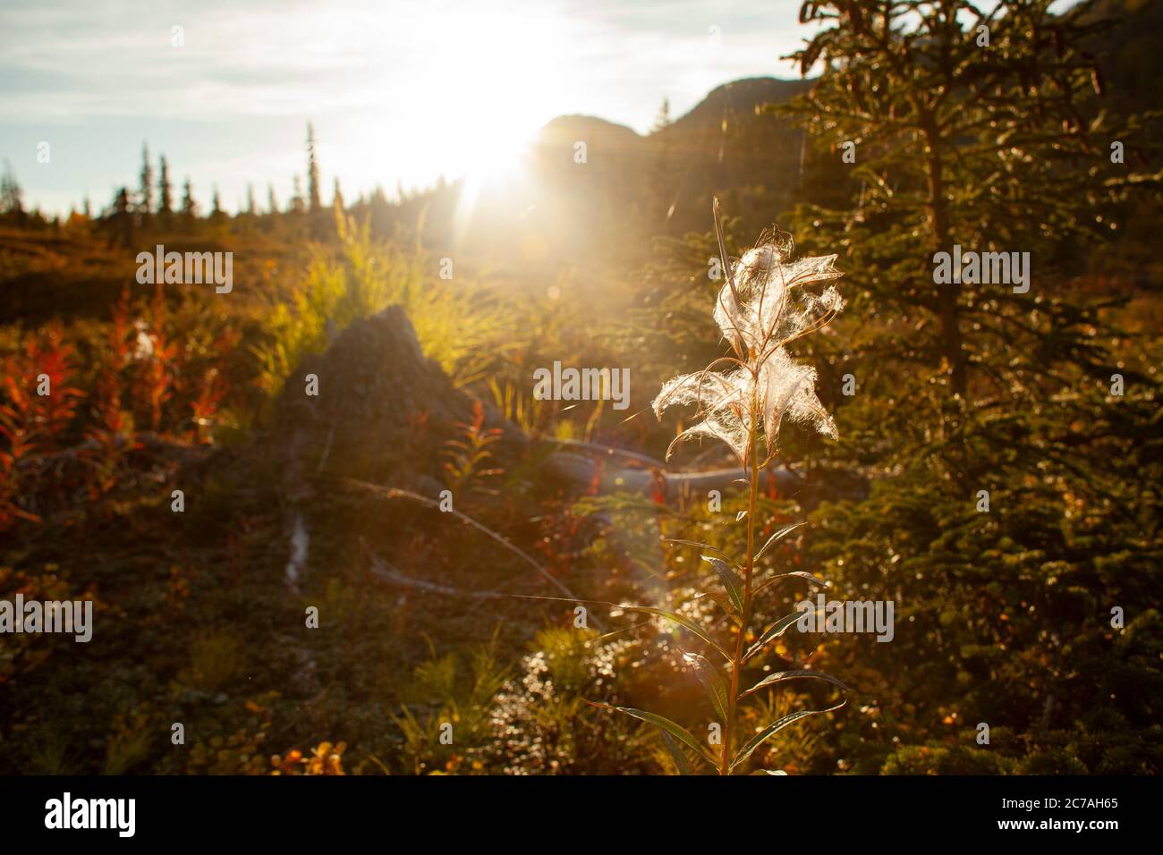 Un delicato fiore selvatico retroilluminato dal bagliore dorato del tramonto nella natura selvaggia dell'Alaska, catturando la serena bellezza della natura durante l'ora d'oro Foto Stock
