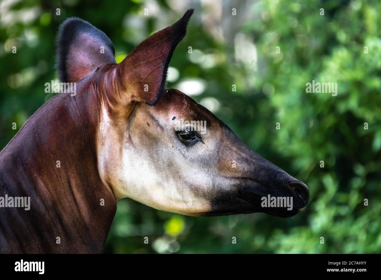 Ritratto di un Okapi (Okapia johnstoni) Foto Stock