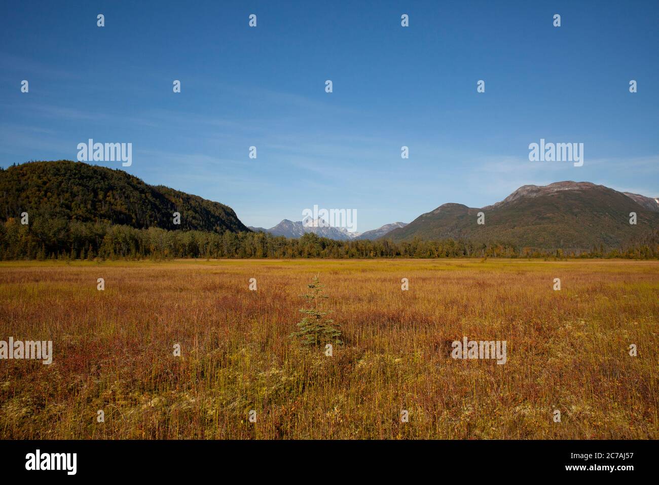 Un prato autunnale in Alaska con erbe dorate e aspre montagne sotto un cielo azzurro cristallino, che mostra la bellezza incontaminata della natura selvaggia Foto Stock