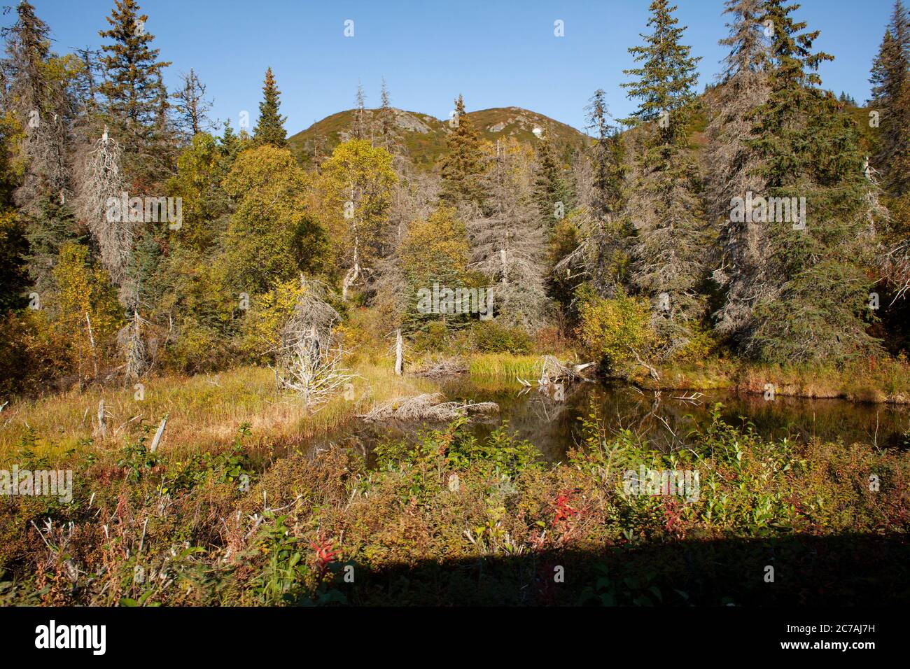 Vista panoramica della natura selvaggia dell'Alaska con dolci pendii di montagna, foresta boreale e tundra autunnale sotto un cielo azzurro. Foto Stock