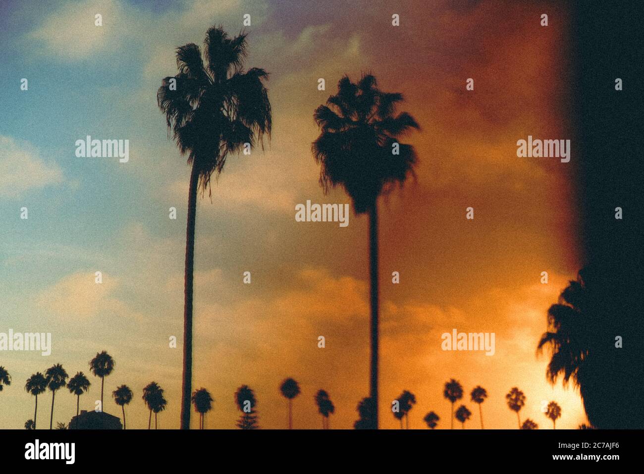 La silhouette inquinata dal sole di LOS ANGELES, California palme al tramonto, alba. Foto Stock