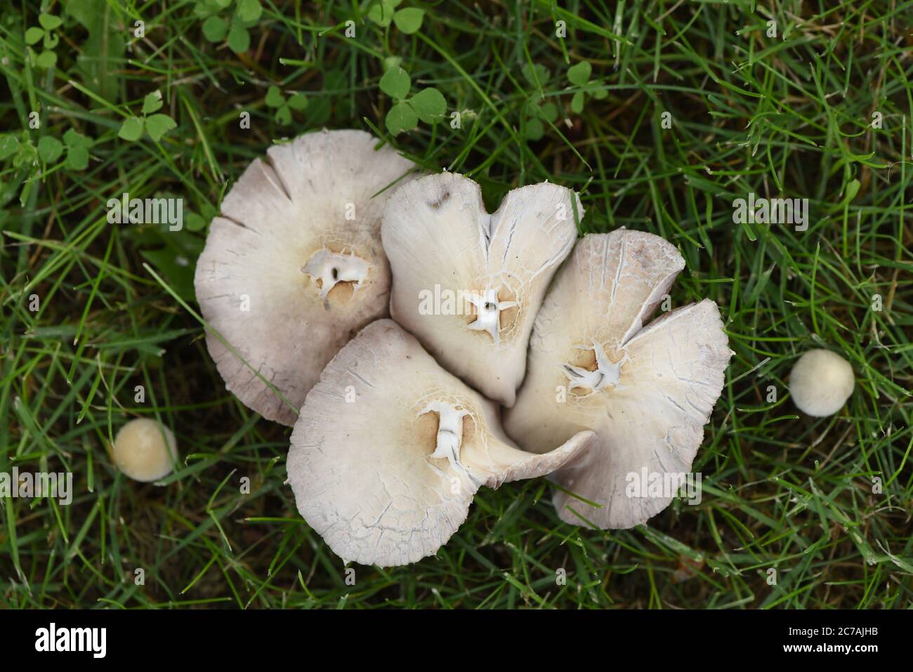 I funghi selvatici nell'erba crescono sul prato di una casa suburbana. Foto Stock