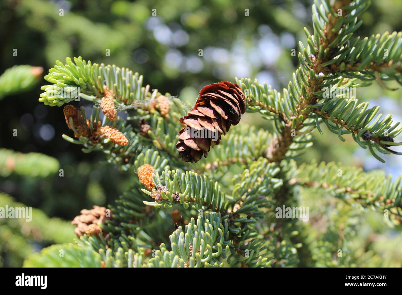 Coni bianchi di abete rosso sul Purinton Creek Trail a Sutton, Alaska Foto Stock