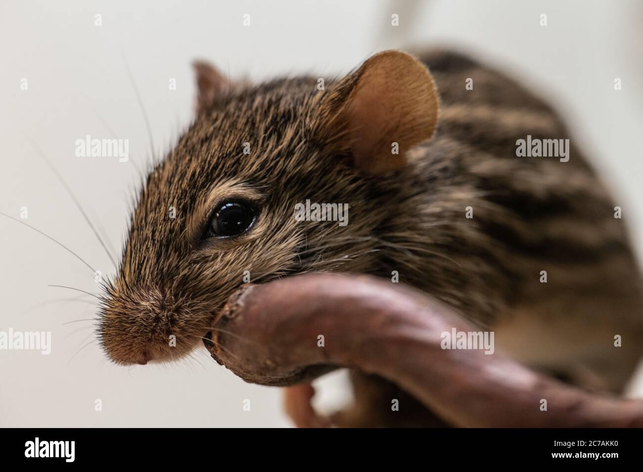 Mouse a strisce in erba (Lenniscomys barbarus) Foto Stock