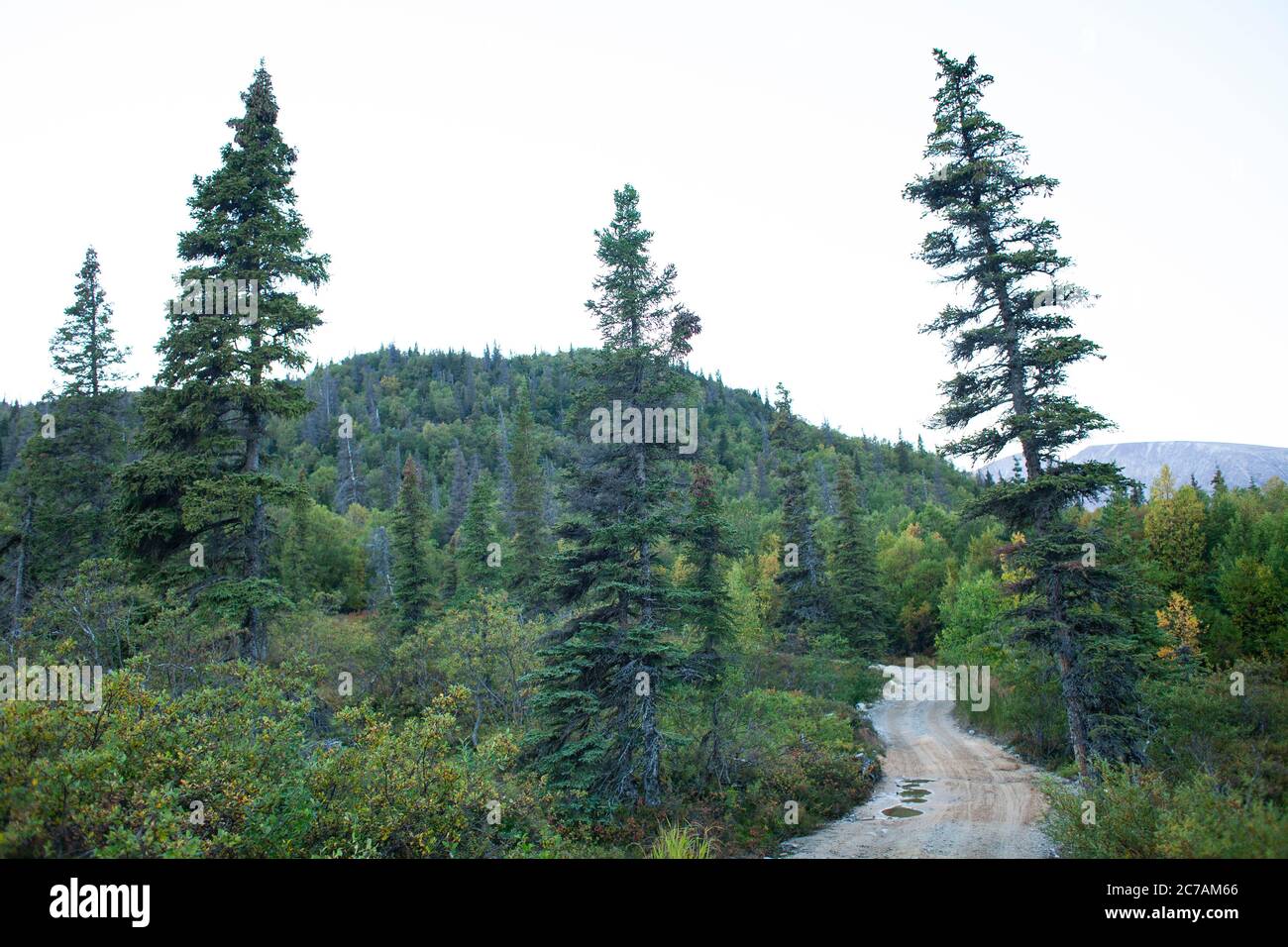 Una tortuosa strada sterrata circondata da alti sempreverdi conduce attraverso la serena natura selvaggia vicino al lago Iliamna, Alaska, sotto un cielo sereno e limpido Foto Stock