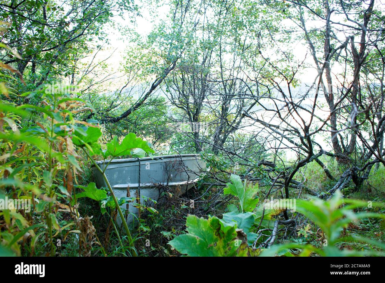 Una barca abbandonata annidata nel fogliame sovrastato vicino al lago Iliamna, Alaska, circondata da una vegetazione lussureggiante e da un ambiente tranquillo e selvaggio Foto Stock