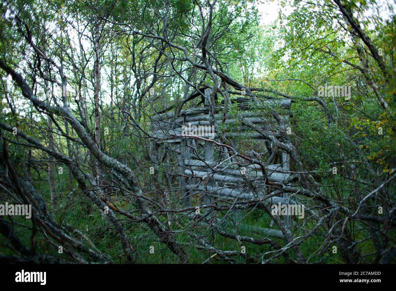 Struttura in legno ricoperta di vegetazione nascosta nella natura selvaggia dell'Alaska, circondata da lussureggianti alberi verdi e rami ricoperti di muschio intorno al lago ICommanna, Alaska Foto Stock