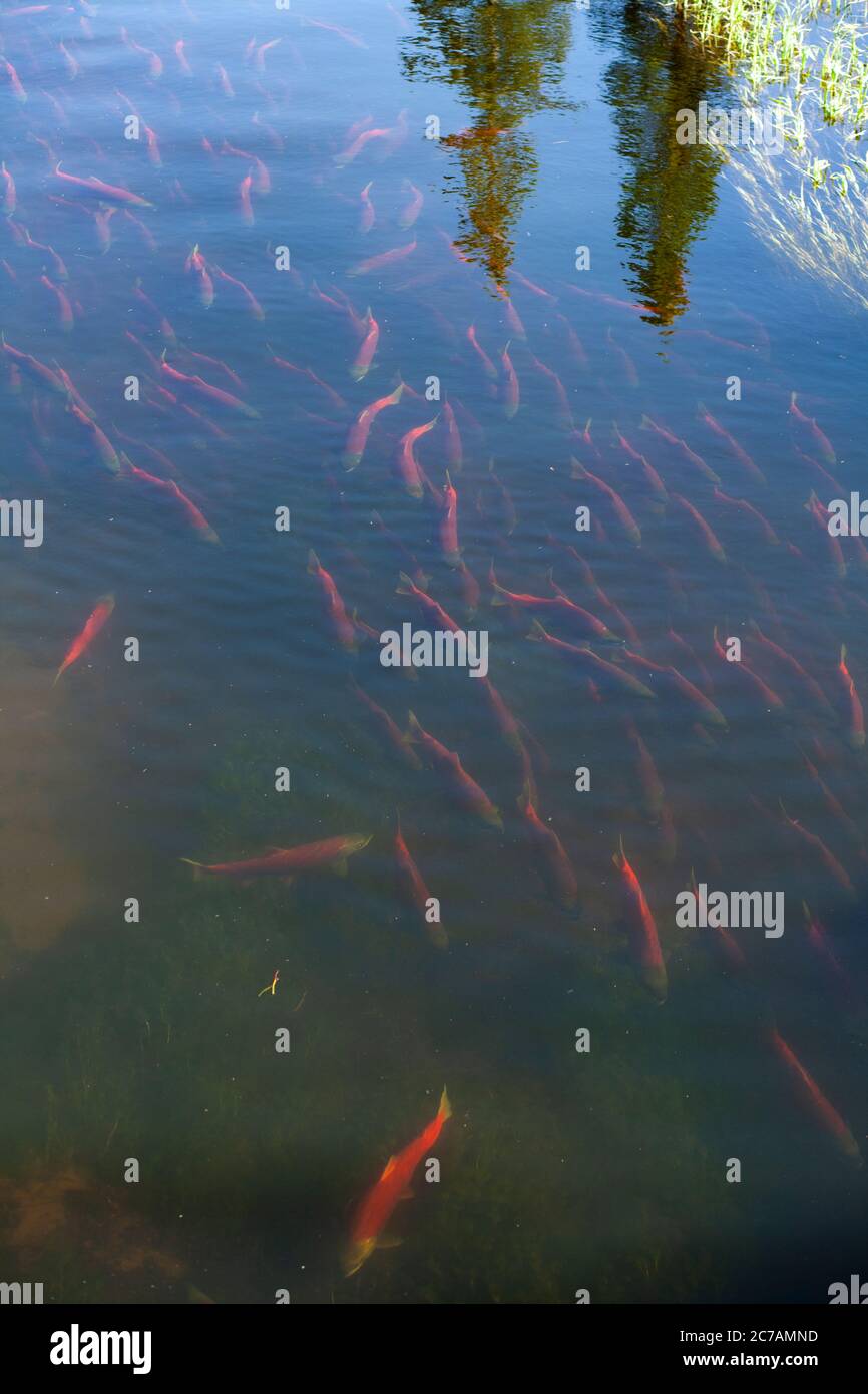 Salmone di zanzara che nuota nelle acque limpide vicino al lago Iliamna, Alaska, circondato dai riflessi degli alberi autunnali in un ambiente naturale sereno Foto Stock