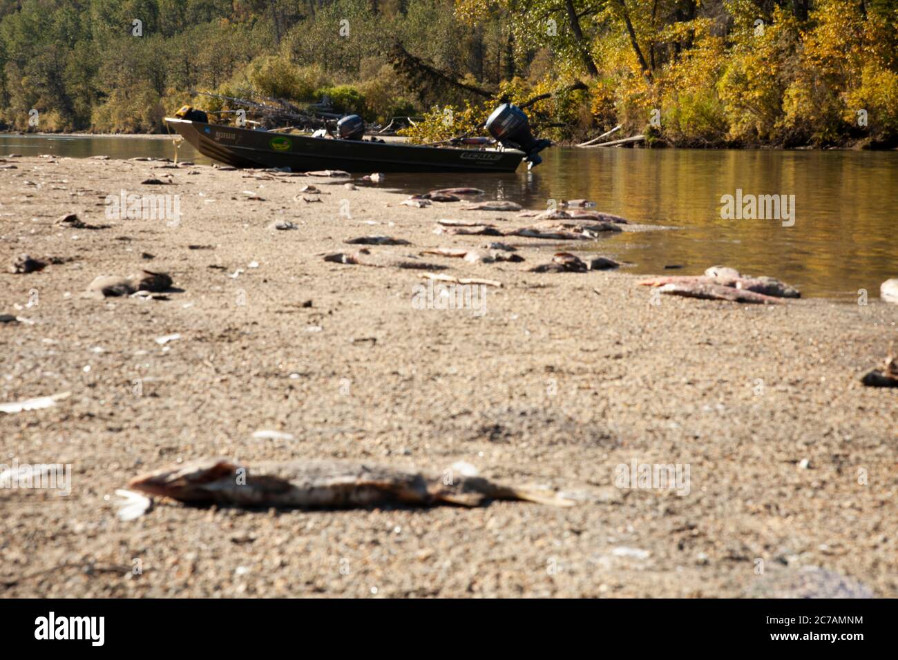 Pesca lungo il lago Iliamna, Alaska, con colori autunnali, salmone rimane sulla spiaggia sabbiosa e una barca che riposa nella tranquilla natura selvaggia Foto Stock