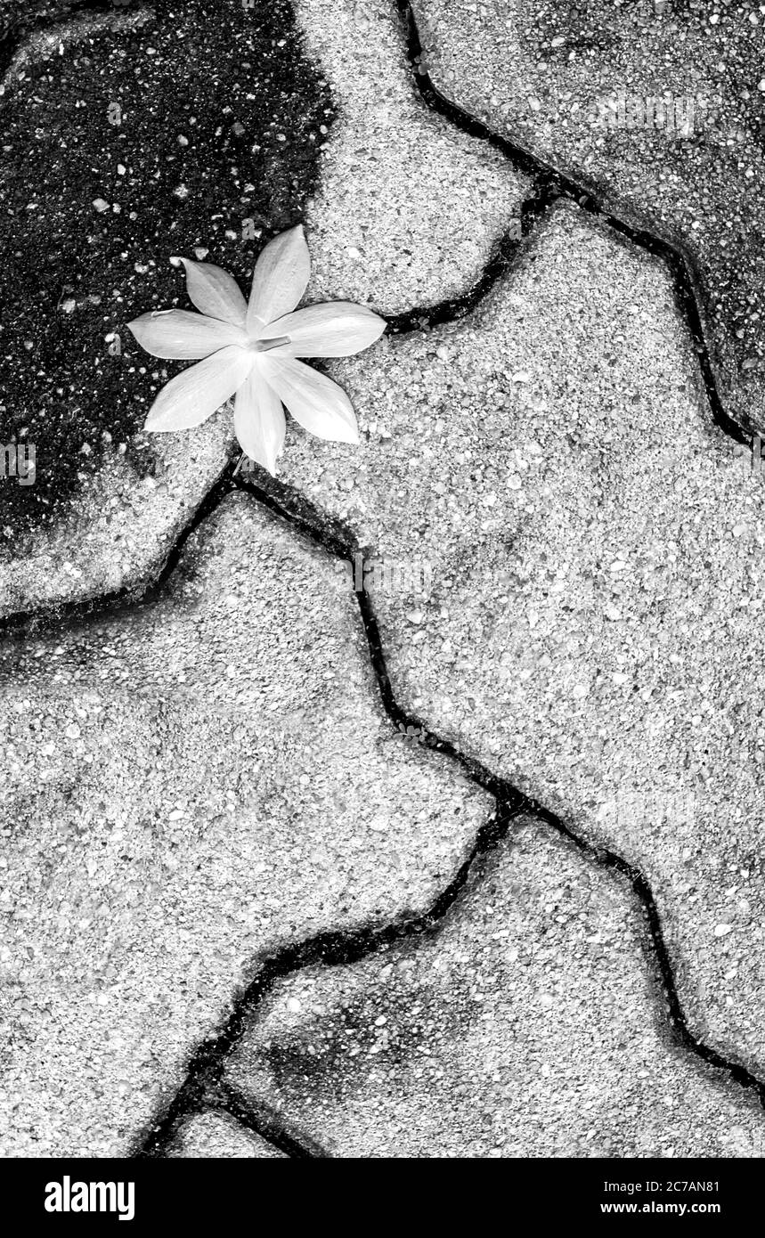 Caduta giù fiore bianco sulla superficie di pavimento esterno pesante delle piastrelle Foto Stock