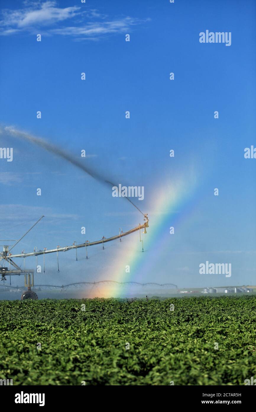 Un irrigatore a perno per centri agricoli utilizzato per irrigare file di patate, forma un arcobaleno nella nebbia d'acqua, nei fertili campi agricoli dell'Idaho. Foto Stock