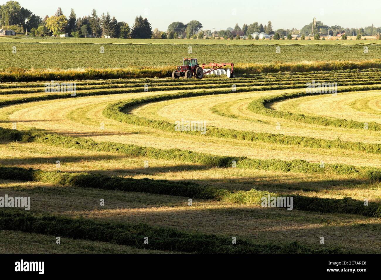 1 luglio 2013 Idaho Falls, Idaho, Stati Uniti Alfalfa fieno, tagliato e andovagliato, essendo girato per asciugare nei fertili campi agricoli dell'Idaho. Foto Stock