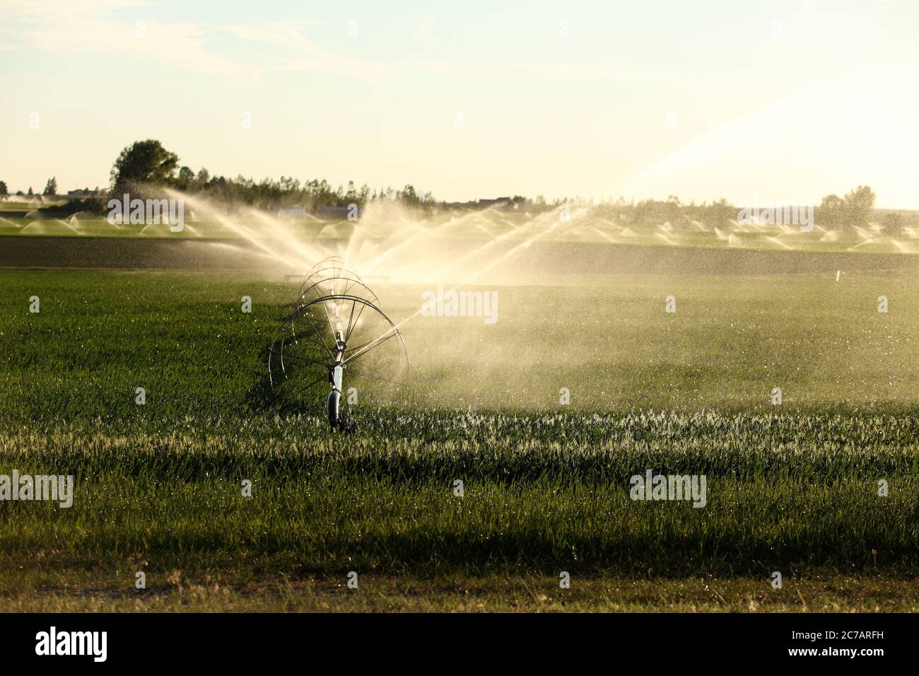 Un irrigatore a ruota che innaffia un campo di grano nei fertili campi agricoli dell'Idaho. Foto Stock