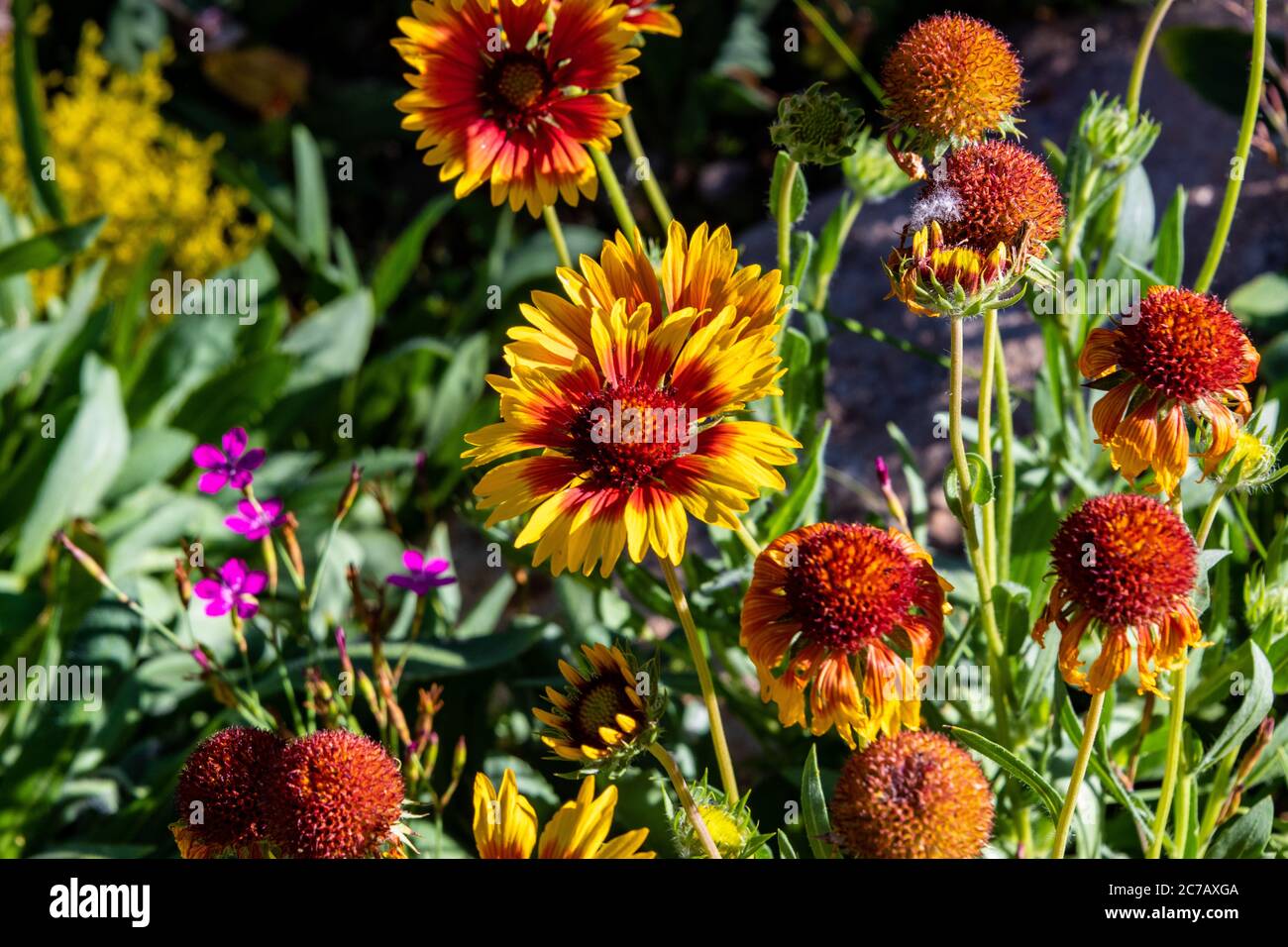 Coperta indiana in Bloom in Steamboat Foto Stock