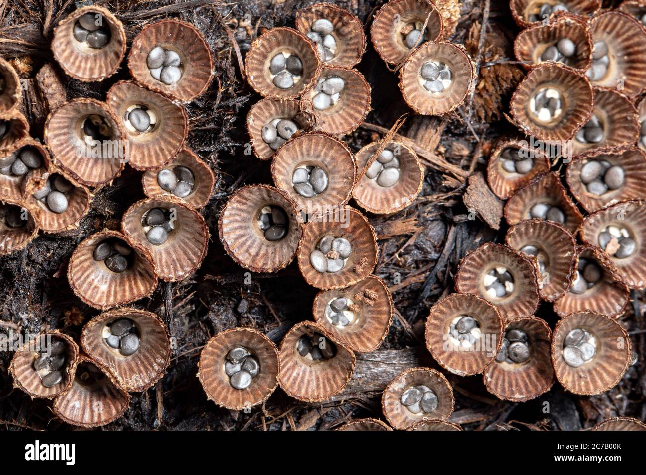 Primo piano di funghi nido di uccello (Cyathus striatus) - Brevard, Carolina del Nord, USA Foto Stock