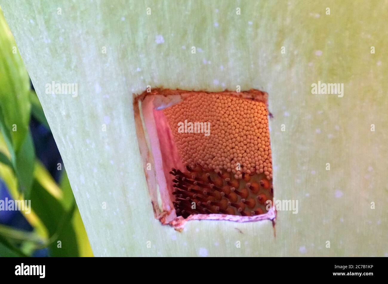 La prima parte dei semi di Titan Arum, conosciuto anche come il fiore del cadavere di Sumatra, Indonesia Foto Stock