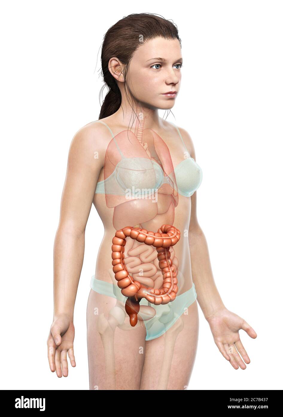 rappresentazione 3d, rappresentazione accurata dal punto di vista medico dell'anatomia dell'intestino crasso della ragazza Foto Stock