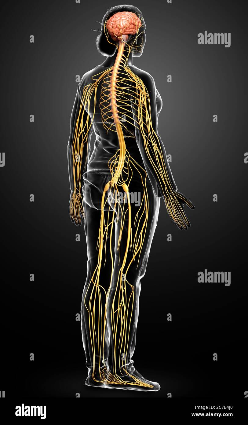 3d ha reso l'illustrazione medica accurata di un sistema nervoso femminile Foto Stock