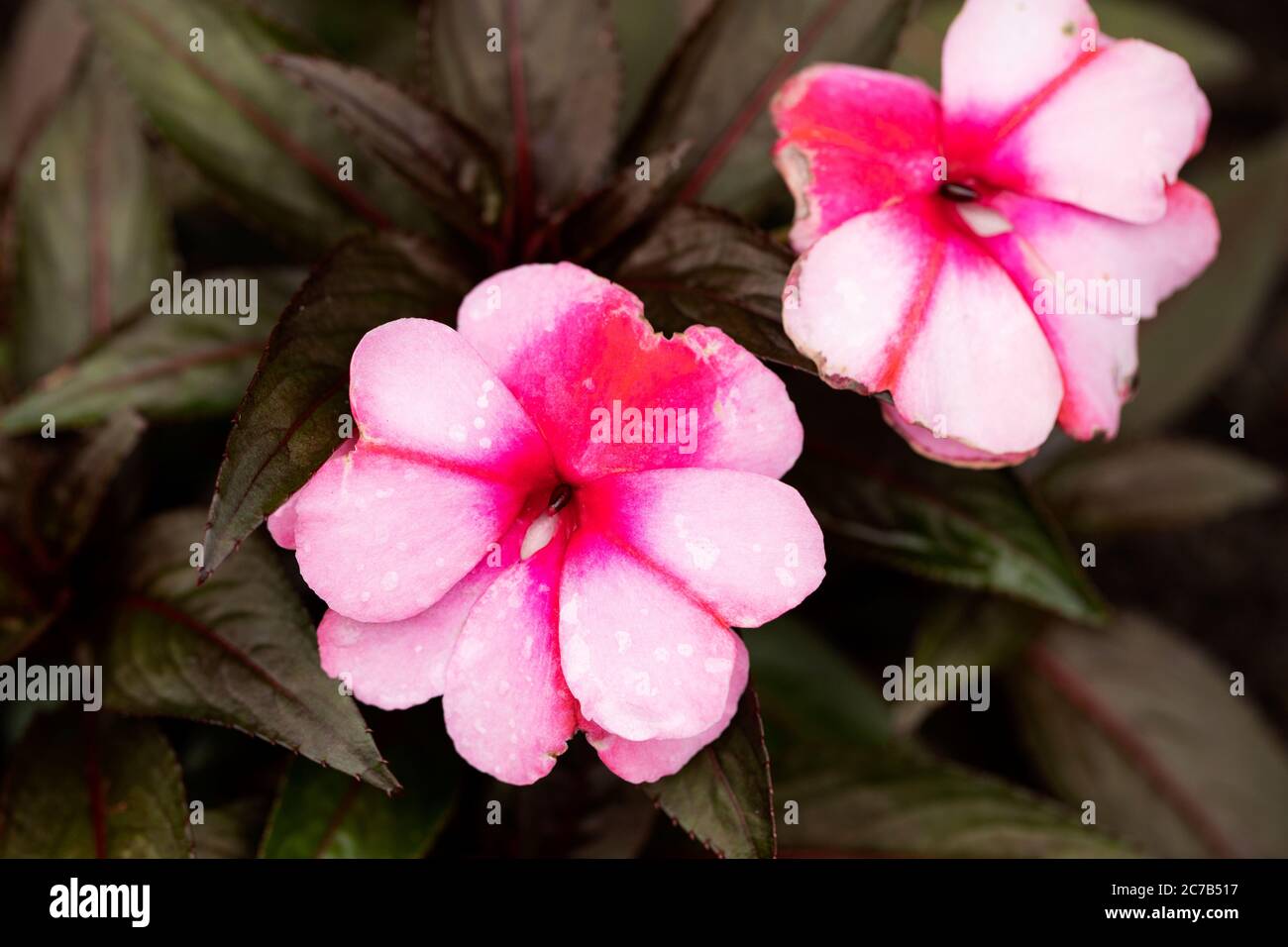 Impatiens hawkeri in famiglia Balsaminaceae, conosciuto come la Nuova Guinea impaziens, in varietà arrossendo Crimson Infinity. Foto Stock