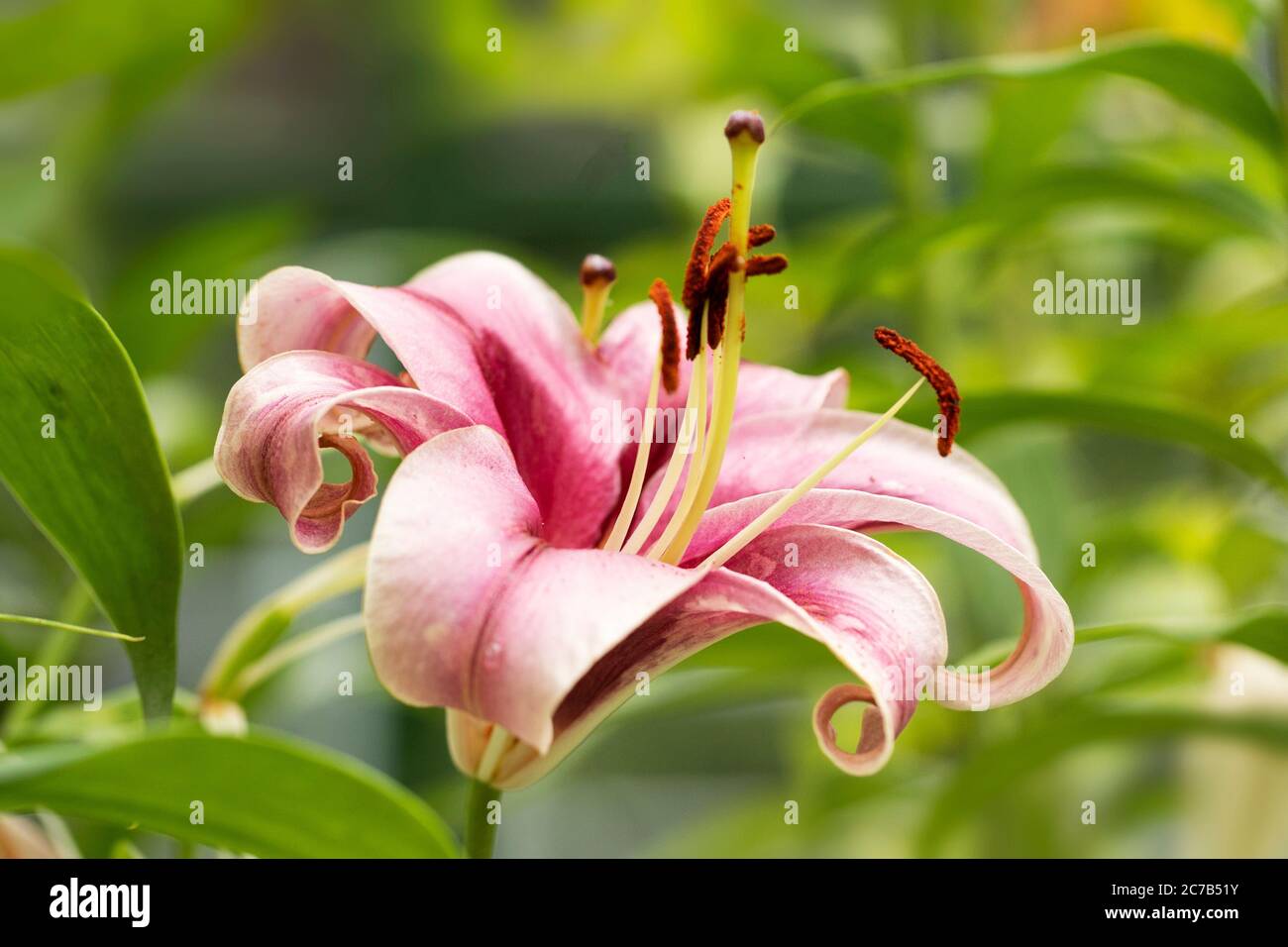 Giglio tromba orientale (Lilium) in varietà Anastasia, che cresce in un giardino. Foto Stock
