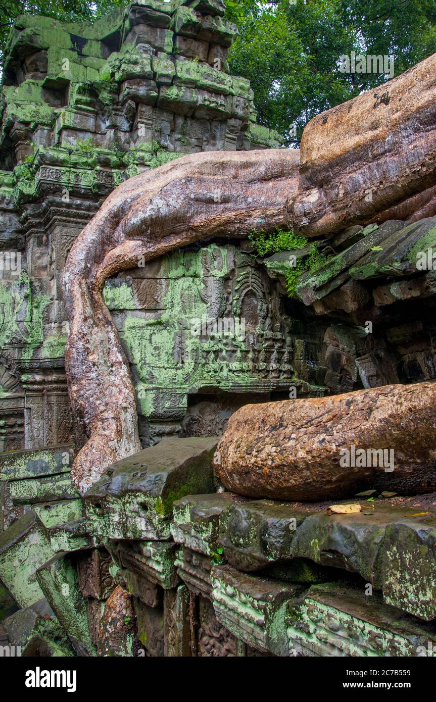 Un albero di fico sta crescendo fuori dal muro di Ta Prohm, il nome moderno del tempio di Siem Reap, Cambogia, costruito in stile Bayon in gran parte nel tardo Foto Stock