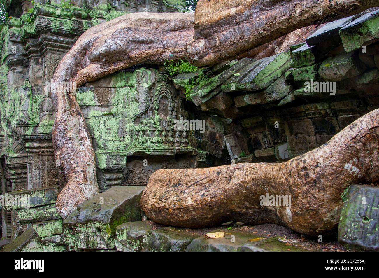 Un albero di fico sta crescendo fuori dal muro di Ta Prohm, il nome moderno del tempio di Siem Reap, Cambogia, costruito in stile Bayon in gran parte nel tardo Foto Stock