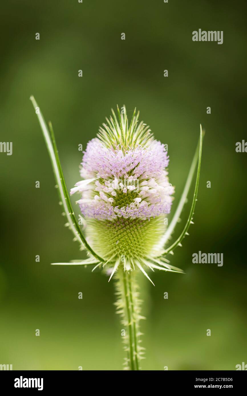 Dipsacus Fullonum, conosciuto come teasel selvatico, teasel comune, o teasel di Fuller, con i suoi fiori viola, è una specie invasive negli Stati Uniti. Foto Stock