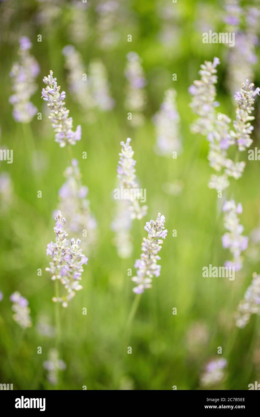 Lavanda (Lavandula angustifolia, famiglia Lamiaceae) in varietà Hidcote che cresce in un giardino estivo. Foto Stock