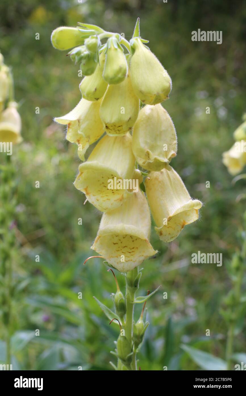 Digitale grandiflora, guanto giallo Foxglove grande. Pianta selvatica sparata in estate. Foto Stock