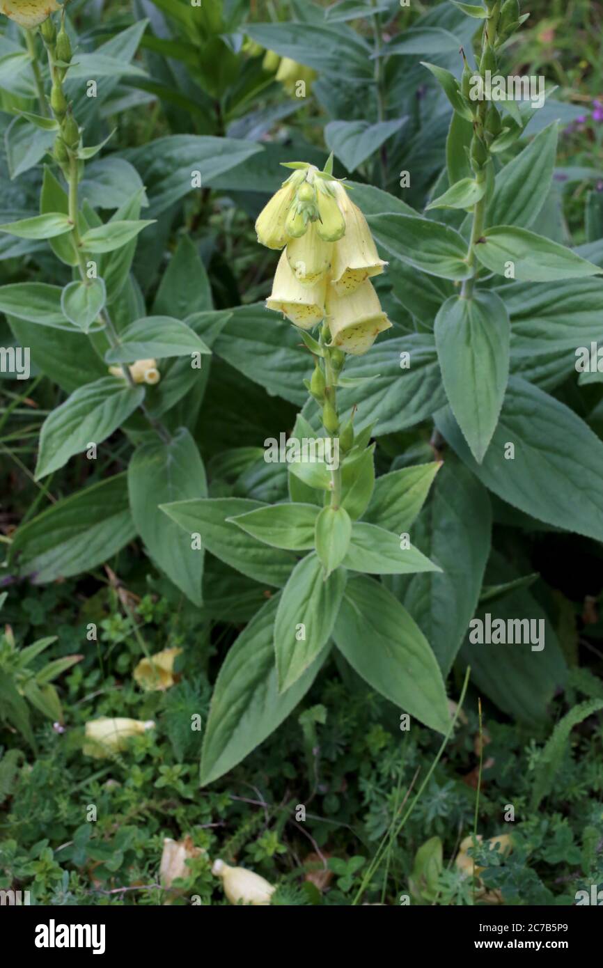 Digitale grandiflora, guanto giallo Foxglove grande. Pianta selvatica sparata in estate. Foto Stock