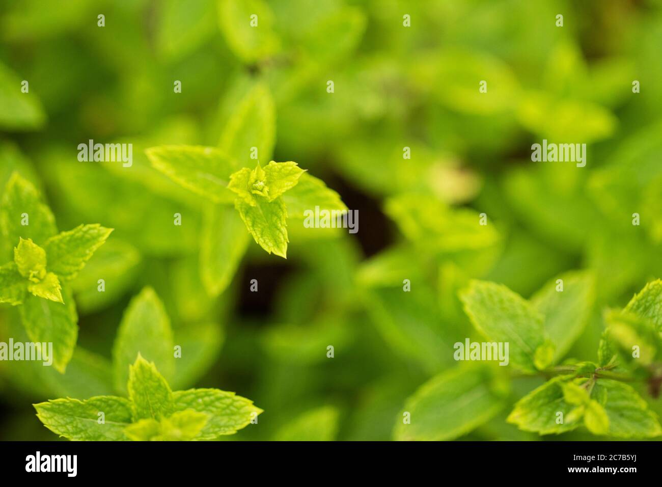 Menta verde (Mentha spicata), conosciuta come menta da giardino, menta comune, menta di agnello e menta di sgombro, in varietà Kentucky Colonel, che cresce in un giardino di erbe. Foto Stock