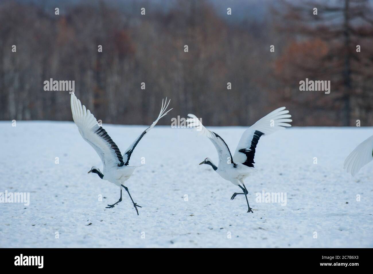 Gru giapponesi in pericolo (Grus japonensis), conosciute anche come gru a corona rossa, che sono una delle gru più rare del mondo, decollare da t. Foto Stock