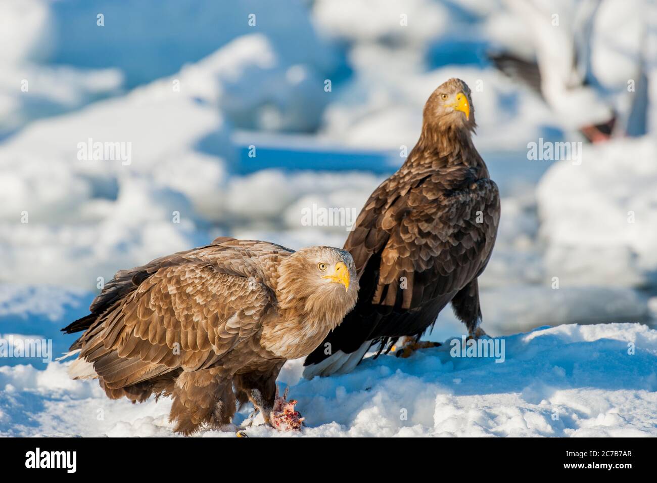 Aquile dalla coda bianca (Haliaetus albicilla) che si nutrono di pesce su ghiaccio al largo della piccola città di Rausu, che si trova all'estremità orientale della Contea Foto Stock