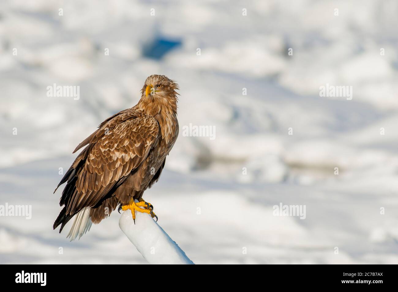 Un'aquila dalla coda bianca (Haliaetus albicilla) che siede sul ghiaccio del pacchetto al largo della piccola città di Rausu, che si trova all'estremità orientale dello Shiretoko PE Foto Stock