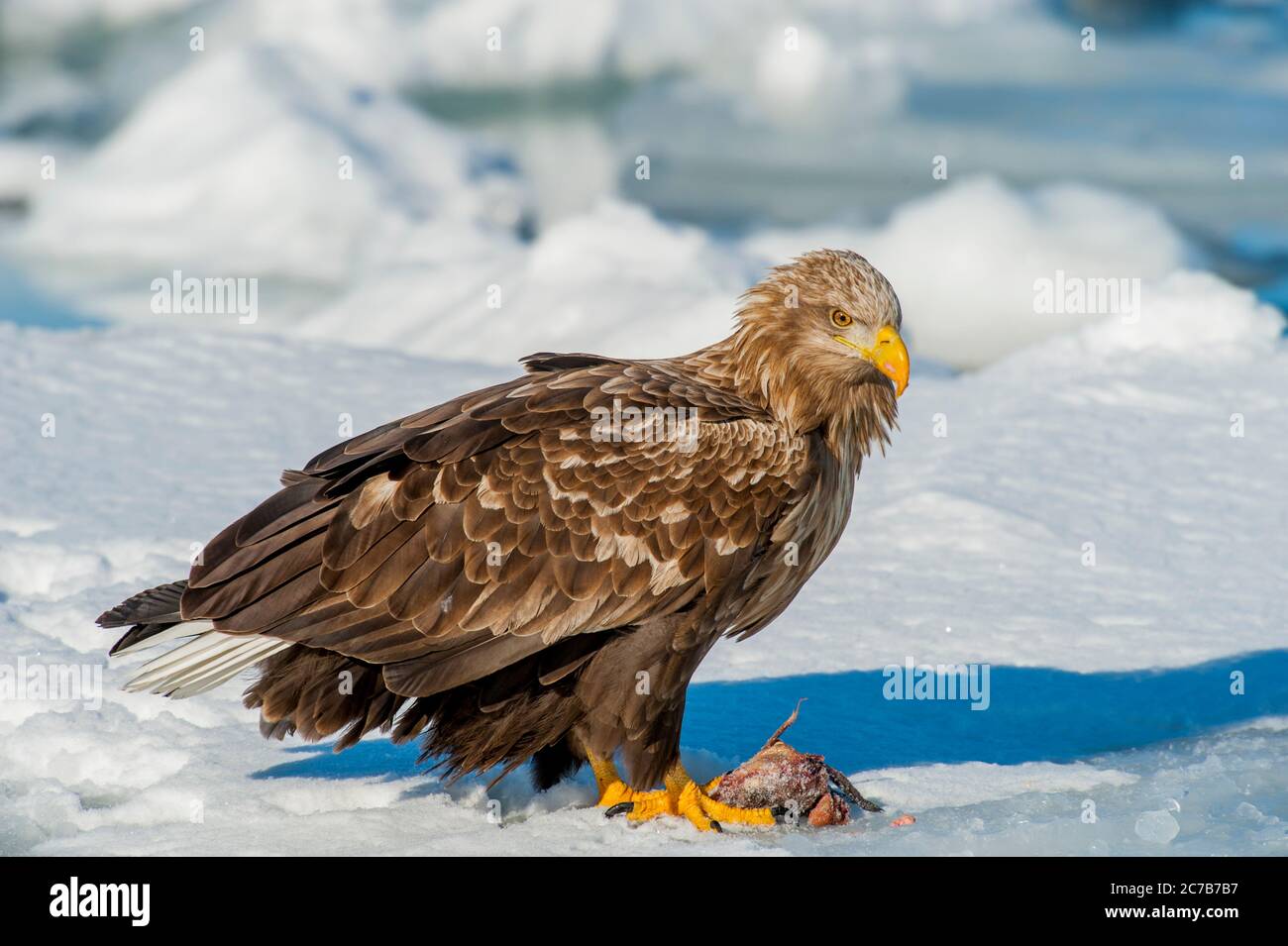 Un'aquila dalla coda bianca (Haliaetus albicilla) sta alimentando sul pesce sul ghiaccio di pacchetto al largo della piccola città di Rausu, che si trova all'estremità orientale della S Foto Stock