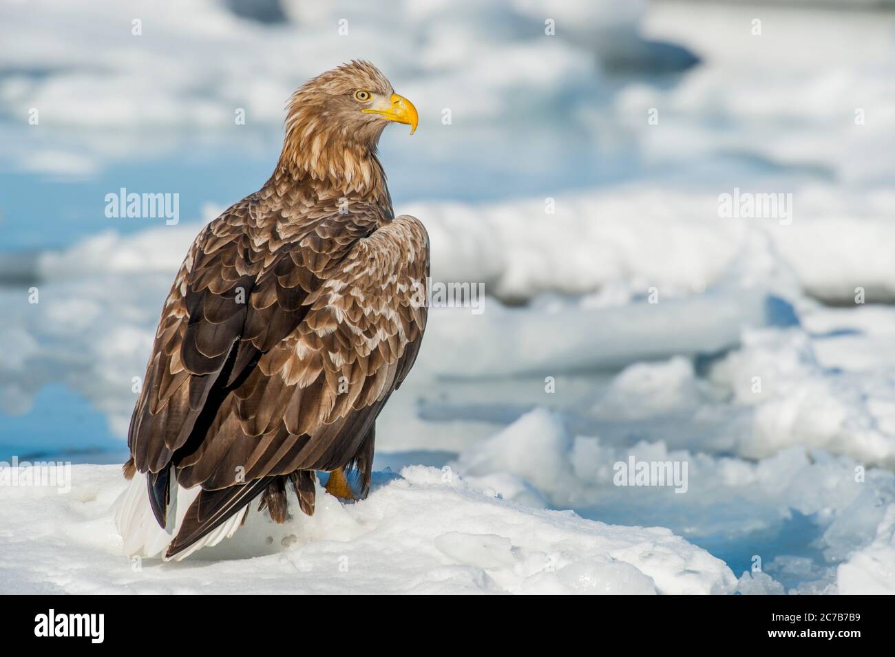 Un'aquila dalla coda bianca (Haliaetus albicilla) che siede sul ghiaccio del pacchetto al largo della piccola città di Rausu, che si trova all'estremità orientale dello Shiretoko PE Foto Stock