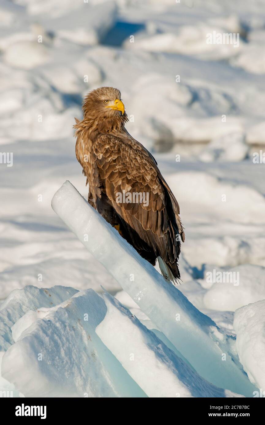 Un'aquila dalla coda bianca (Haliaetus albicilla) che siede sul ghiaccio del pacchetto al largo della piccola città di Rausu, che si trova all'estremità orientale dello Shiretoko PE Foto Stock