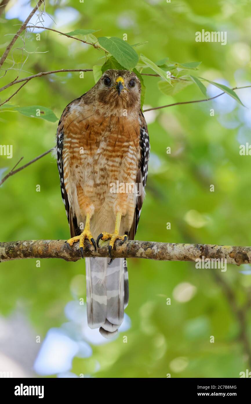 Un bel falco a spalla rossa (Buteo lineatus) si trova su un arto di alberi in fitti boschi dove fa la sua casa. Questo falco sembra profondamente consapevole della ca Foto Stock